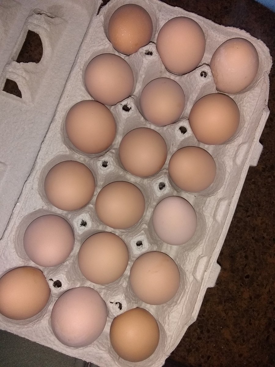 wineandhistory's tweet photo. Today we got our 18th egg. I made fried eggs with 6 of them; no seasoning or anything. They were so delicious. I am going to love having fresh eggs. 😄 #chickens #fresheggs #homestead #Orpingtons https://t.co/nikMkD0Hk9