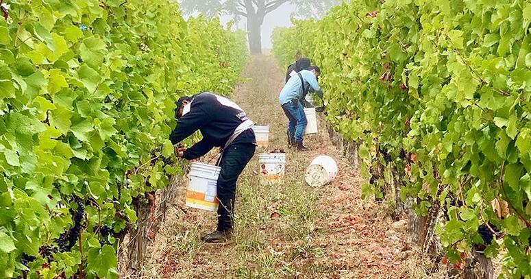 Reflecting on the outstanding 2022 vintage... ow.ly/uu7k50Mkof8 #winemaking #climateofwine #viticulture #climatechange #oregonwine #UVwine #southernoregonwine #2022vintage