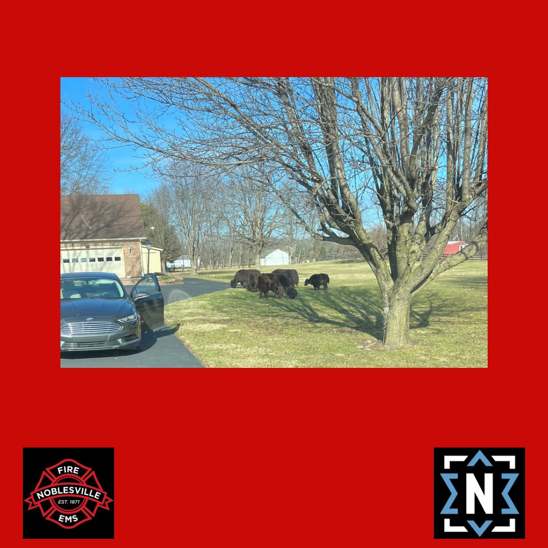 Noblesville Fire on Twitter "There are bison loose near 161st Street