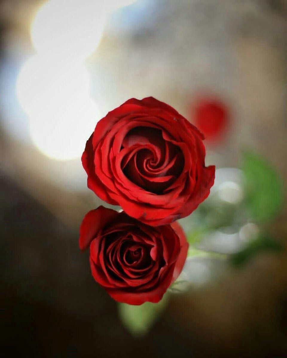 #روحي⁦❤️⁩_الوفاء❤️⁩ tweet media