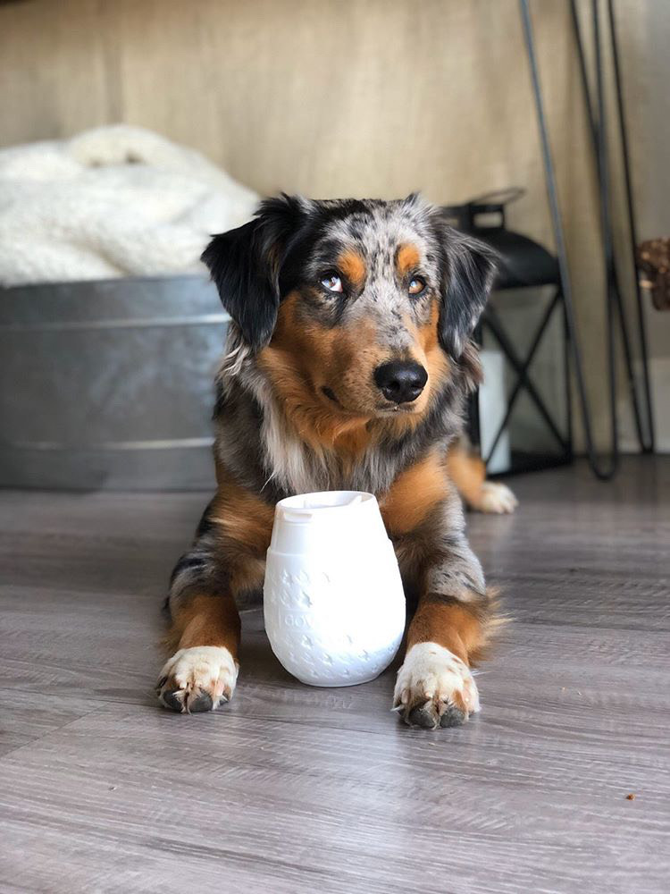 Who doesn't love a cute dog pic in their feed 🐶😍...especially when it's @moose_the_miniaussie and his Goverre!! Too darn cute! You MUST check out his IG page! ❤️🥰