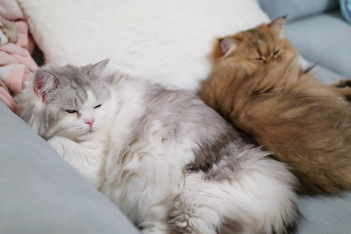 These two cuties have been cuddling a lot more since we got Hercules 💛 I think they're both fed up with the energetic, noisy baby 😹