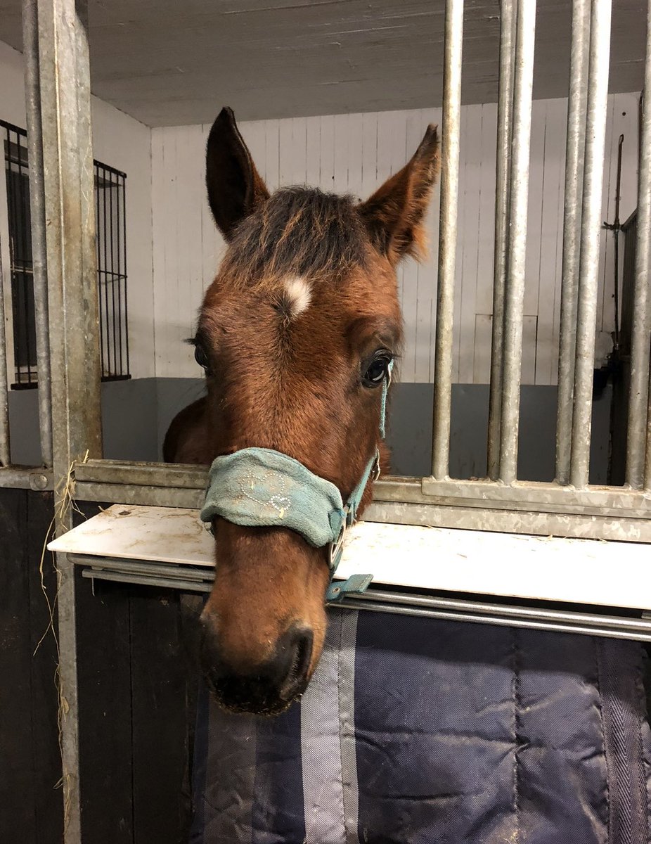 Nyförvärvet Åcknes Elliot och bästa <a href="/chris_hande/">Christina A. Hande</a> tar årets första seger🤩🤩🤩 men inte första gången Eliott är på Brytte han var även här som föl❤️ #StallJanoveolsen