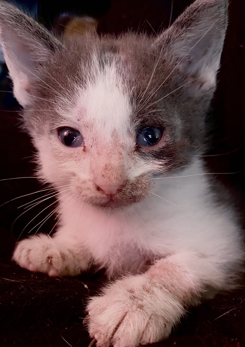 MiniatureBlake's tweet photo. i.. baby cat chumley.. hereby offer paws in for friends in need❣️❤️❤️ https://t.co/PQypasVzLd