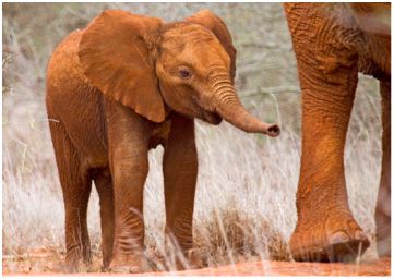 elephanaticsbc's tweet photo. #DYK What does regulation mean in conservation terms? It is the key to understanding how populations of animals persist. It is the fundamental process underlying the persistence of all our ecosystems. #Rewild #Equilibrium #densitydependent #BottomUp #TopDown #APlaceLikeNoOther https://t.co/yaKKCjcCX5