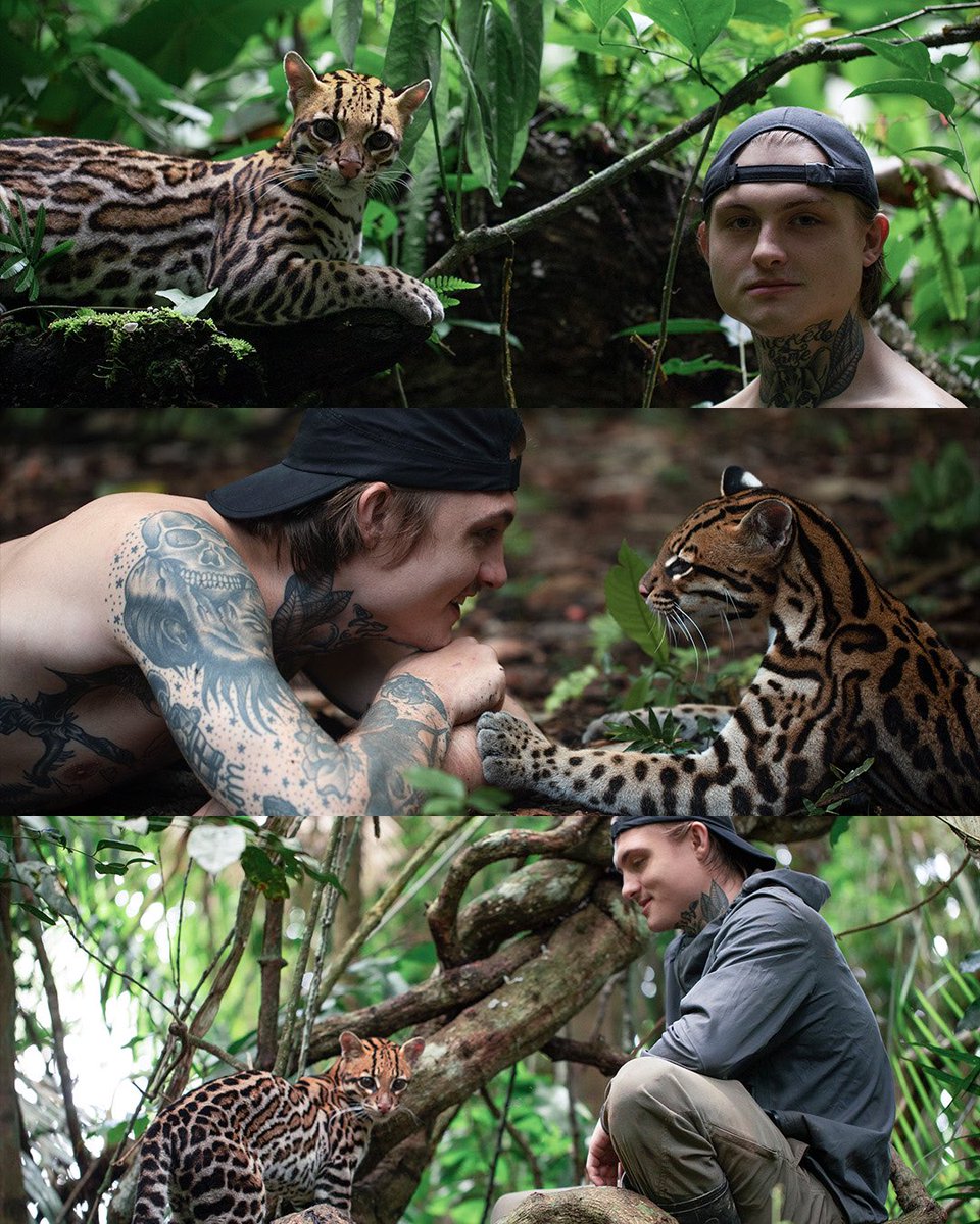 primemovies's tweet photo. In the film #WildcatDoc, Harry shares how rehabilitating Keanu immensely impacted his mental health: "I feel like when you’re in such a dark hole of depression, you have to have something to drag you out of it. And this to me, came as a small, two-week ocelot." https://t.co/ifX3POnNlF