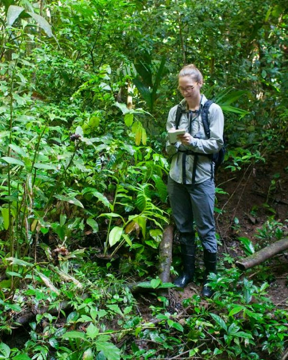Deadline Jan. 15: <a href="/GCAScholarships/">The Garden Club of America Scholarships</a> awards $5,500 #scholarships to PhD candidates studying #TropicalBotany. This #researchgrant funds #fieldstudy work in tropical #forestecology &amp; #plantsystems.📸'22 Julia Gardner Harenčár &amp; hybrid gingers

Apply Here: gcamerica.org/scholarships/d…