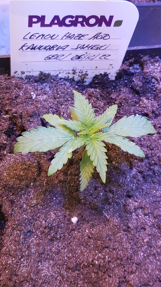 AdrycManellson's tweet photo. Weed noche Verde Mundo,
y mejor inicio de 2023 con #AmnesiKLemon bajo #ThePureLed48oPro #RefPet @ThePureFactory_ y #LemonHaze #LEC315Wts @SpectronLED apoyo #RefBlanca de @Kannabia_Samen by @DPlantasur #SailingTheGreenSea en #AdrycsCove mi Hada y yo os Deseamos.
Alegría pues..🧚♂️😎 https://t.co/fPSYU8AFbH