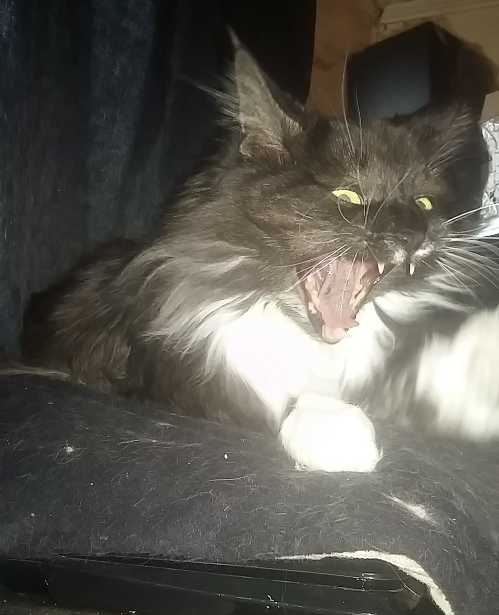 VJAllison1974's tweet photo. "What do you mean we're out of kitty treats? Mama, you're RUDE!" #mainecoon #CatsOfTwitter #catsofcanada #spoiledkitty #authorlife https://t.co/0WEpHfEMDp