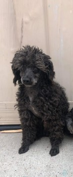millypod1's tweet photo. ๐4 JAN 2023 #Lost JACK
FUR SHORTER THAN PHOTO ( SHAVED)
Black Silver Muzzle Toy Poodle Male
Gelderd Road #Morley #Leeds #WestYorkshire #LS27
nr by: #M62 #M621 Motorway #A650
https://t.co/MumZhXDdlO https://t.co/Rbsu0L0KWT