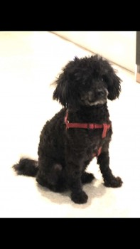 millypod1's tweet photo. ๐4 JAN 2023 #Lost JACK
FUR SHORTER THAN PHOTO ( SHAVED)
Black Silver Muzzle Toy Poodle Male
Gelderd Road #Morley #Leeds #WestYorkshire #LS27
nr by: #M62 #M621 Motorway #A650
https://t.co/MumZhXDdlO https://t.co/Rbsu0L0KWT