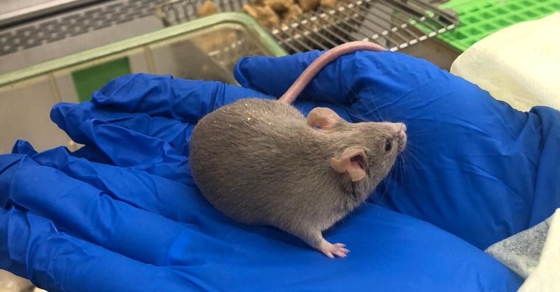 CureRareDisease's tweet photo. We are thrilled to announce, in partnership with @Taconic Biosciences, that we have successfully developed a knock-in mouse model harboring a mutation causing ADSSL1 distal myopathy. Learn more about this essential step in the development of #therapeutics for our #ADSSL1 program.