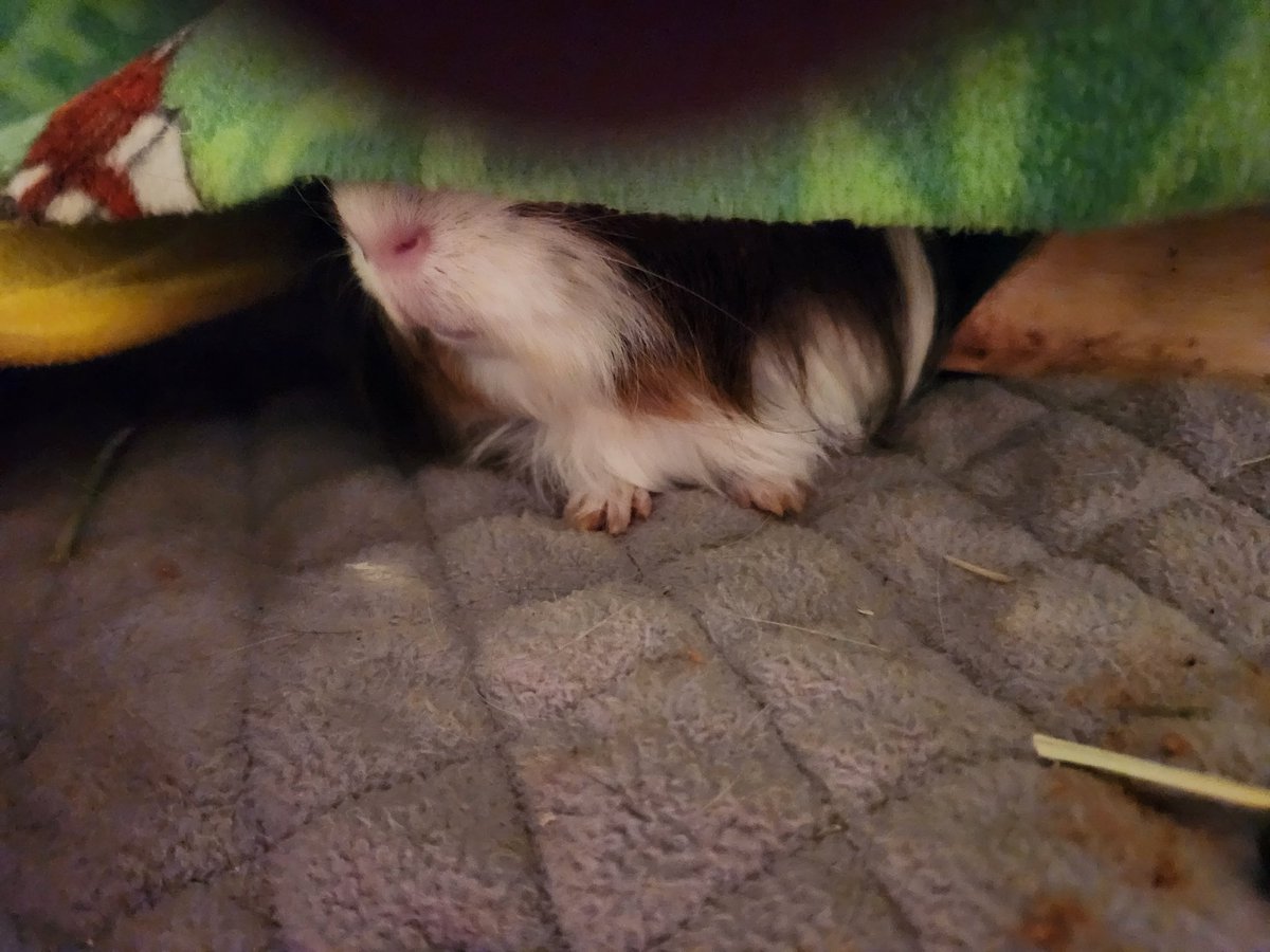 SurvisHeather's tweet image. Incognito #peeg
#guineapig