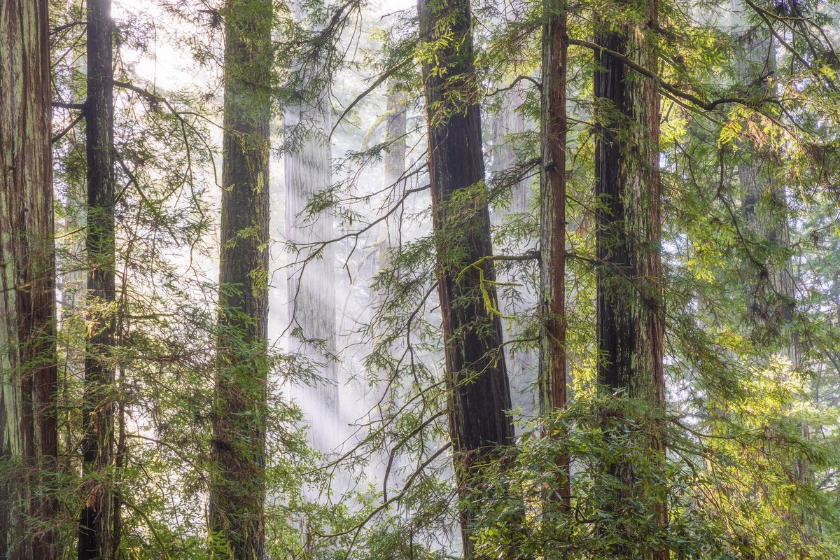 California State Parks Foundation tweet media