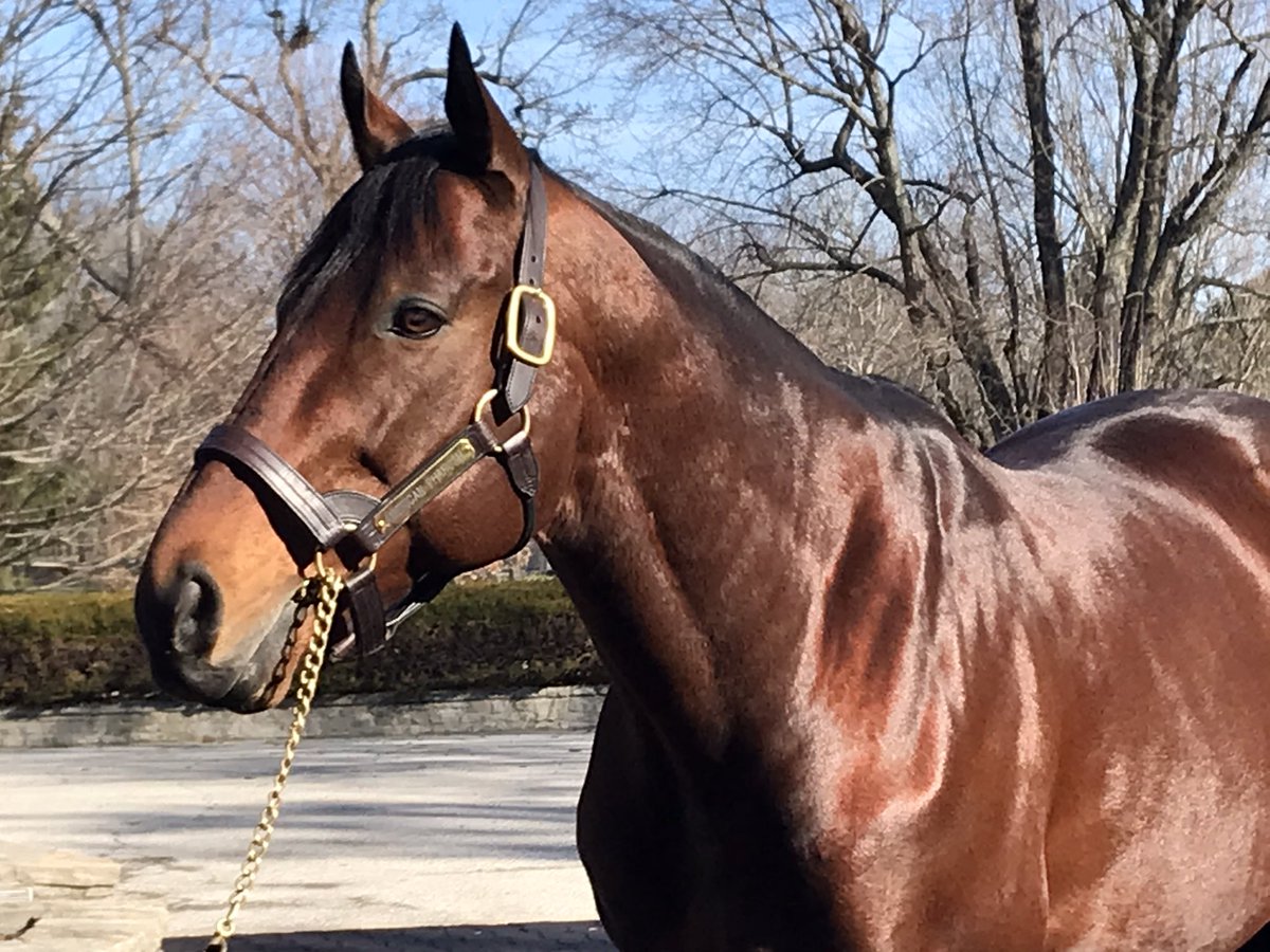 American Pharoah at Ashford this afternoon