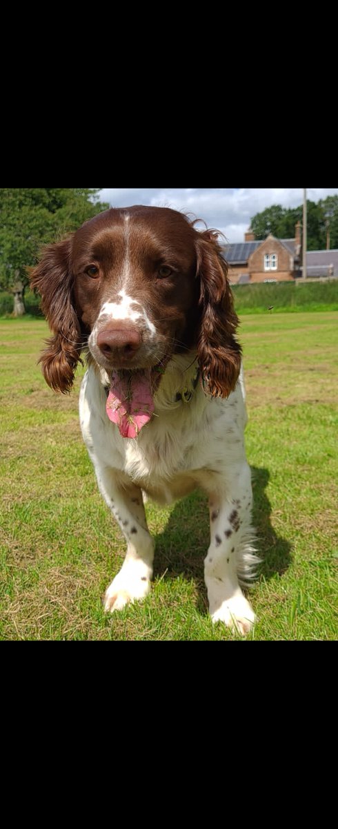 PSOSDogs's tweet image. When officers had a vehicle seized in Glasgow they called for #PDMac to search it. They were glad they did when Mac located a quantity of controlled drugs hidden behind a panel. Theres no point trying to hide it #MacWillFindIt #TheNoseKnows 🐾🏴󠁧󠁢󠁳󠁣󠁴󠁿