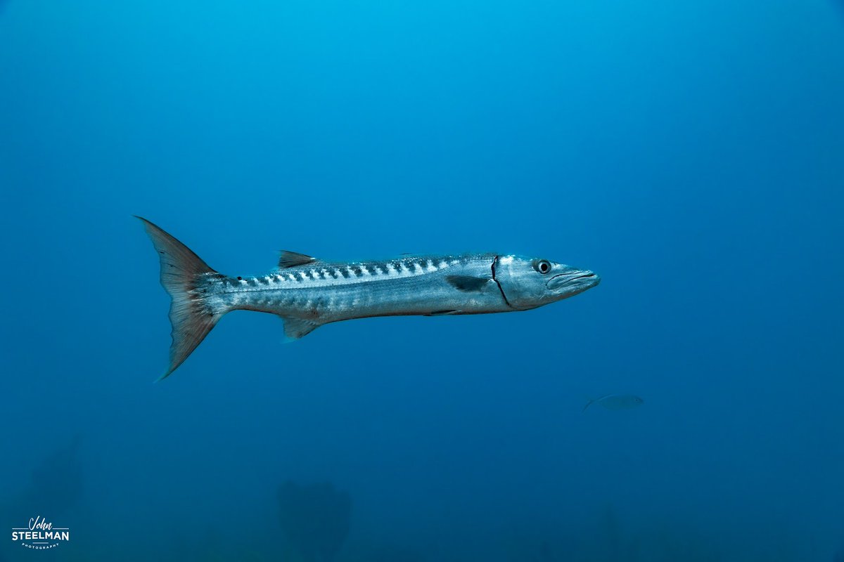 @sykesjeff Barracuda
Negril, Jamaica

#Barracuda #Scuba #PADI #BeachesNegril #UnderwaterPhotography #ShotOnCanon