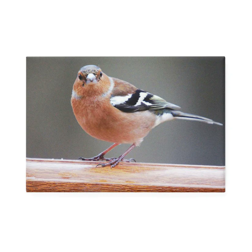 blproyalprints.myshopify.com/products/chaff… #BLPRoyalprints