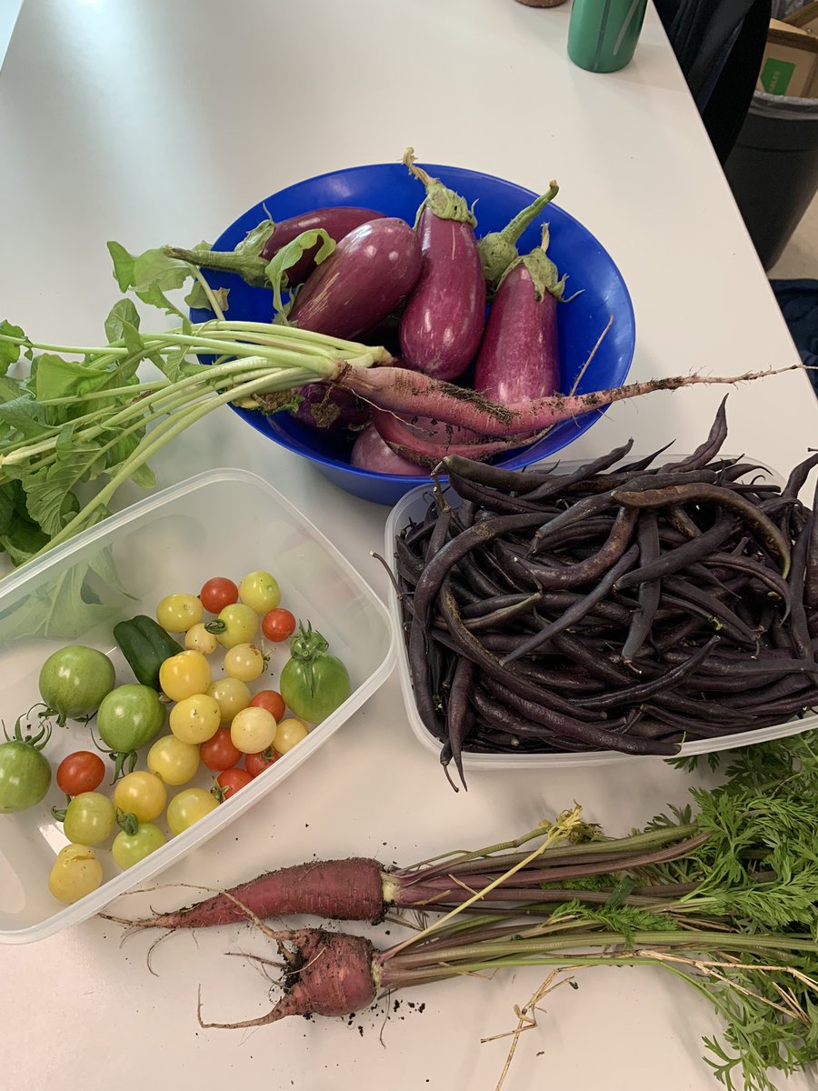 The garden blessed the #GardenGnomies with a bountiful harvest. #Schoolgarden