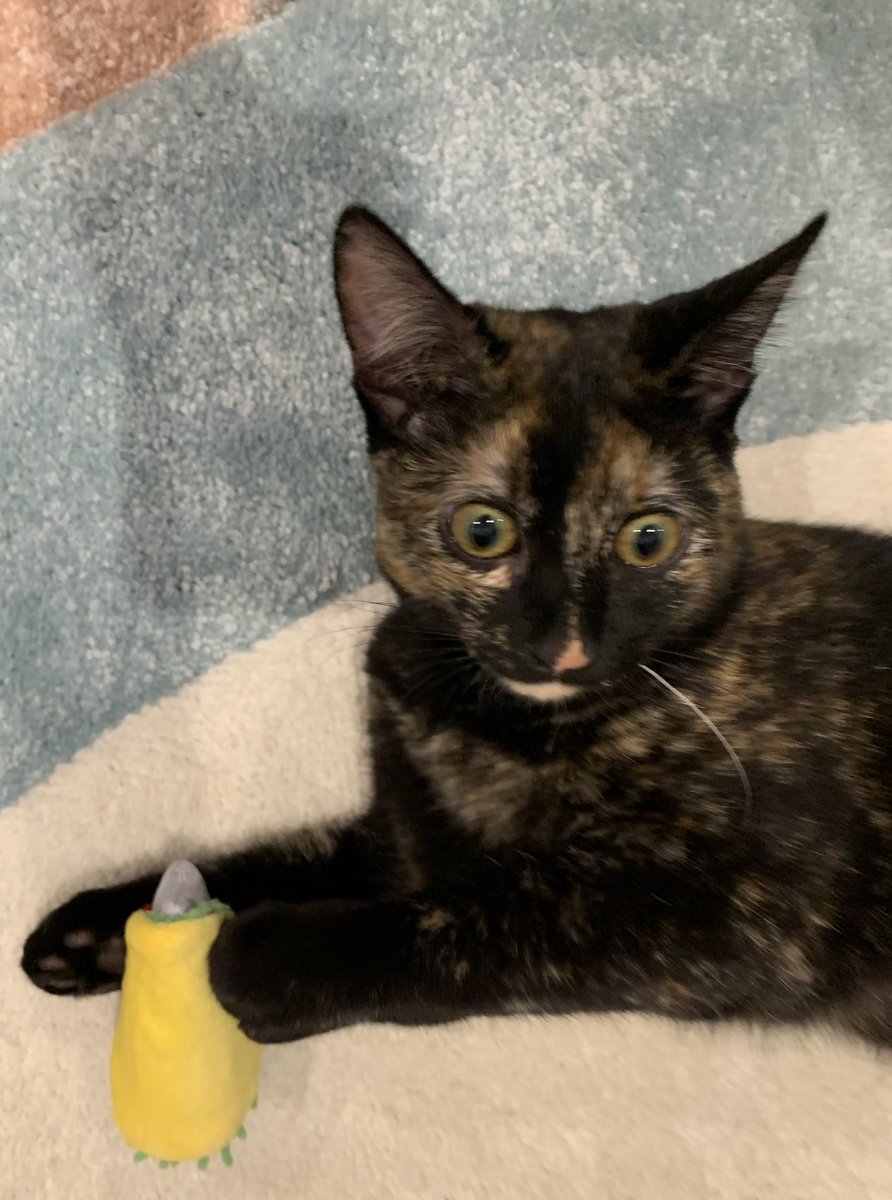 This taxidermied moth looks like my cat LOL