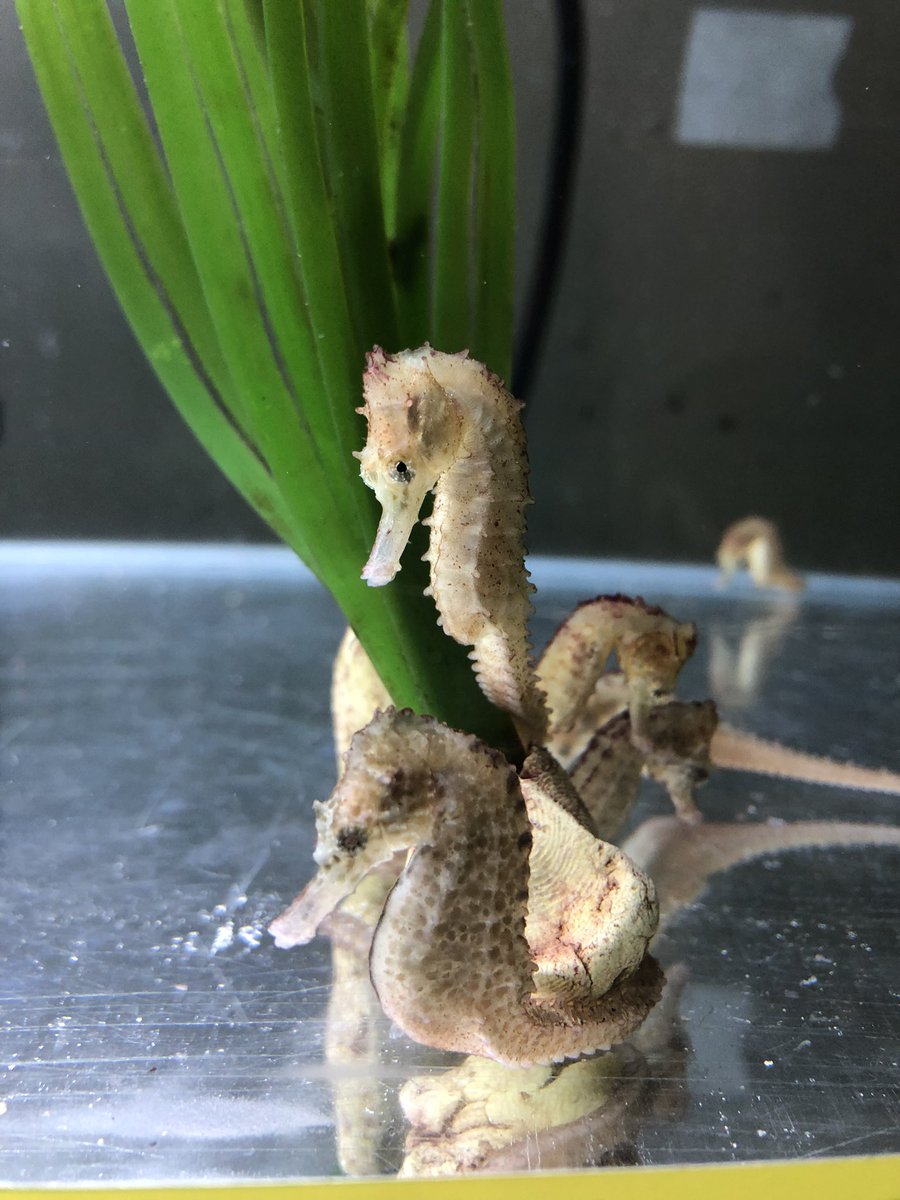 zoemunson_'s tweet photo. introducing a few of my favourites after the first couple weeks working at the aquarium 🐧 🐡 🐢 I 🤍 my job 😌 https://t.co/z7chiwKyBK