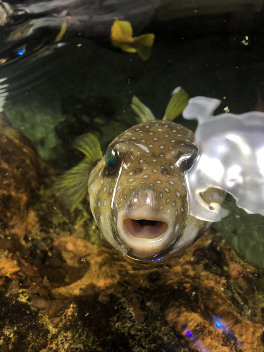 zoemunson_'s tweet photo. introducing a few of my favourites after the first couple weeks working at the aquarium 🐧 🐡 🐢 I 🤍 my job 😌 https://t.co/z7chiwKyBK