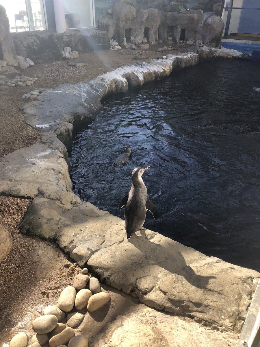 zoemunson_'s tweet photo. introducing a few of my favourites after the first couple weeks working at the aquarium 🐧 🐡 🐢 I 🤍 my job 😌 https://t.co/z7chiwKyBK