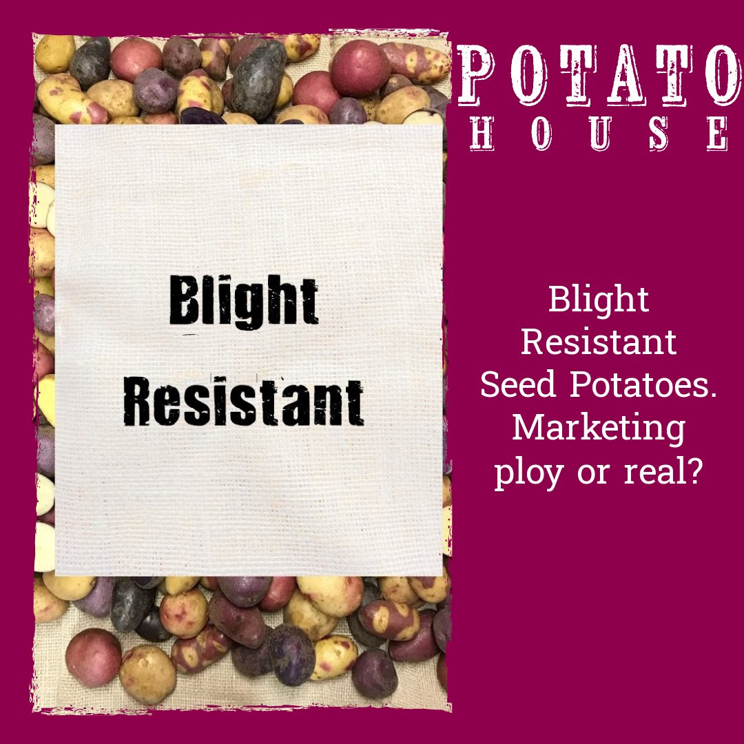 PotatoHouseUK's tweet photo. Can you really get a blight free seed potato? We have many 🥔 that are independently assessed and have high blight-resistance scores. We also run blight trials https://t.co/btIxLNdfGK
#blightresistant
#seedpotatoes
#whatwillyougrowin2023 https://t.co/Vqs5kERZ8z