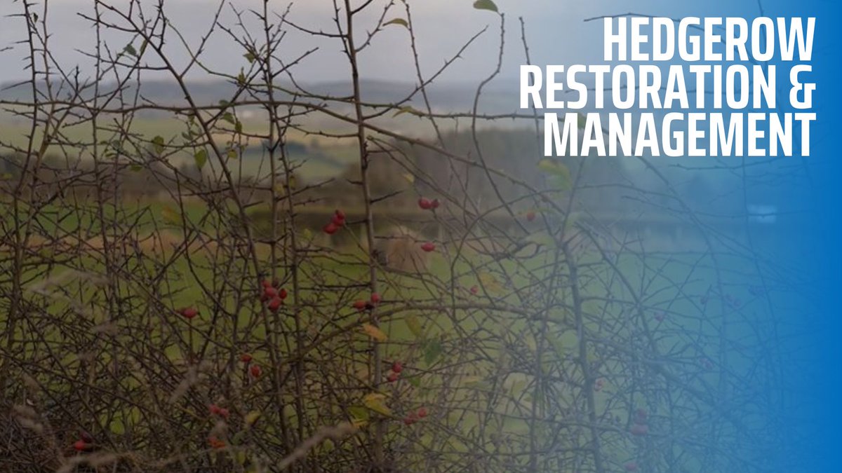 FASScot's tweet photo. Interested in hedgerow restoration and management? @ScotWildlife are working with farmers to restore their hedgerows and create a Nature Network throughout our countryside. Click https://t.co/TSGIe5ibRd to watch now. @nature_scot @LornaCTweets @ScotWildlife @Nectar_Network https://t.co/YYUyJRbfEf