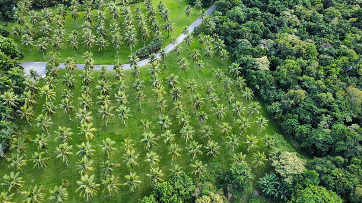 The green season bringing the lush tropical scenes that we all know and love here <a href="/thalabeach/">Thala Beach Lodge</a> 🌿🌴💚
#exploreTNQ #portdouglasdaintree #portdouglas #thisisqueensland #thalabeach #seeaustralia #ecotourism #visitportdouglas #explorecairnsGBR #resort #travel #greenseason #lush