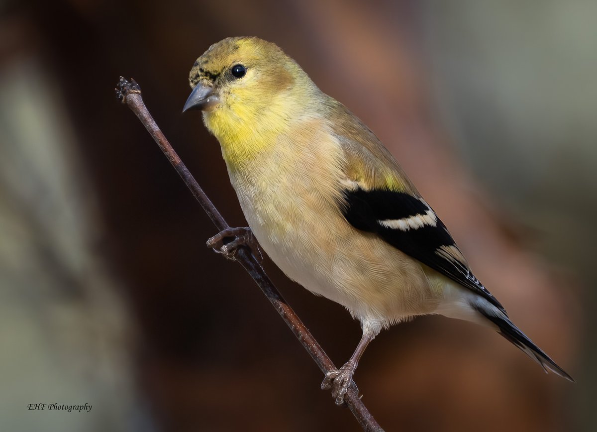 Goldfinch

#birds #birdphotography #BirdsOfTwitter #wildlifephotography #NaturePhotography #NatureTwitter #naturelovers #twitterNaturePhotography #TwitterNatureCommunity