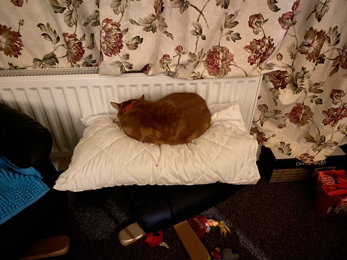 Mummy can’t find a radiator bed strong enough to hold my weight… (so she said)… pffttt…. so she gave me a pillow on a footstool right next to the radiator… all toys below are my own 😻 #CatsOfTwitter  #CatsofTwittter