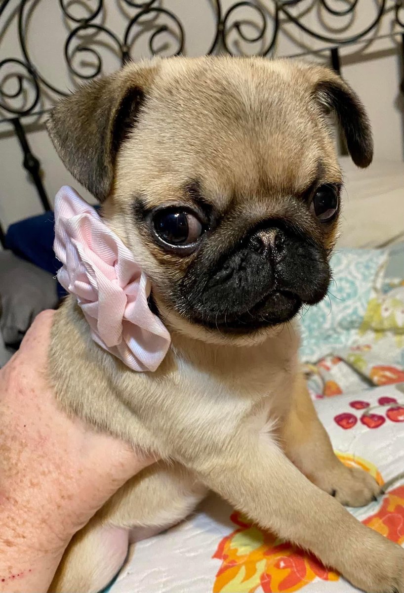 MapleThePug's tweet image. This is last year. I was tiny &amp;amp; Mom @cindydreshfield always had bows or flowers on me. (Dad @ericdresh  let her do it) And what was up with that pink nose?? #MapleThePug #pugsoftwitter #pugsofinstagram ##puglife