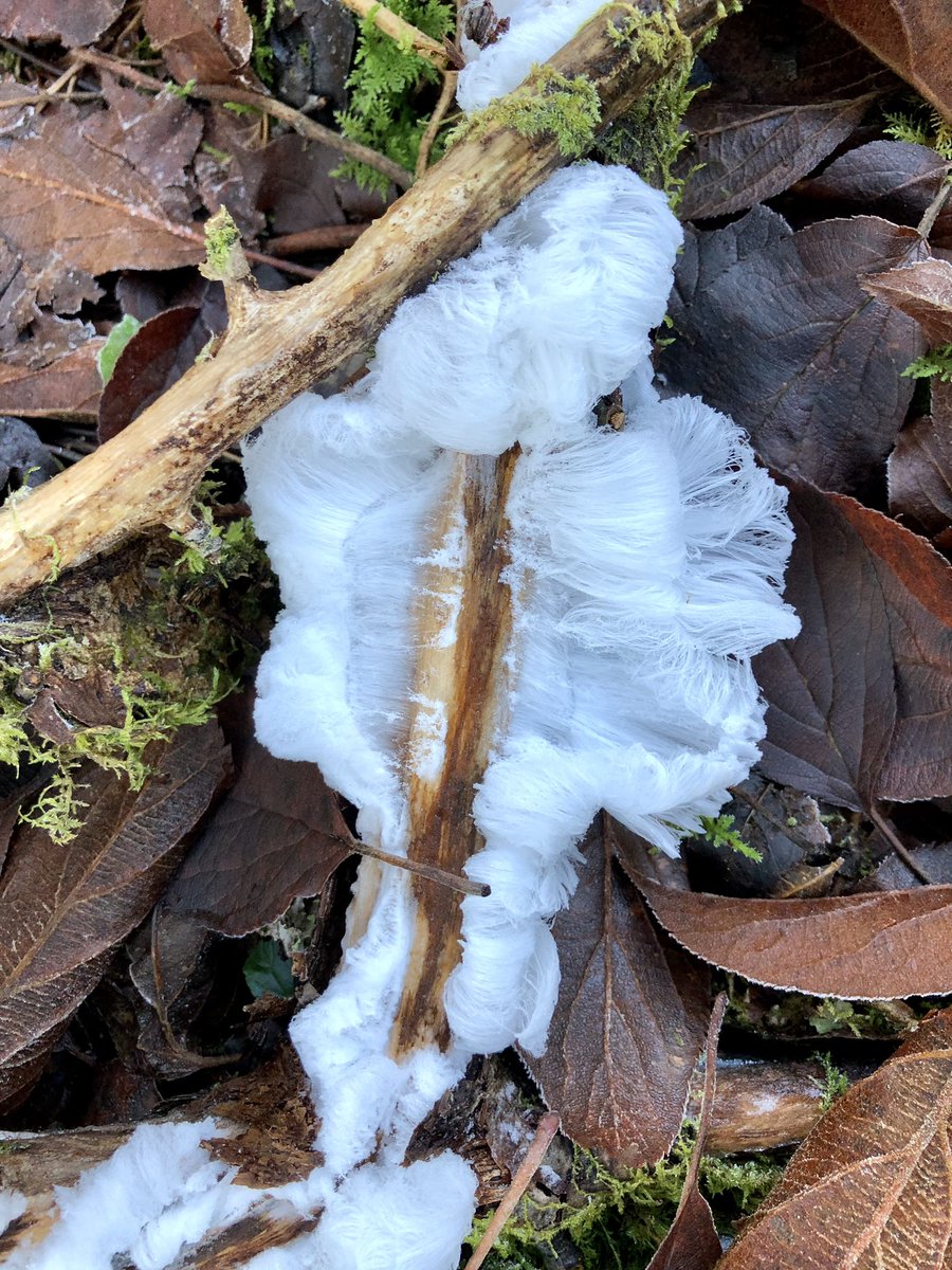 alisonjp69's tweet photo. Found some incredible and unusual hair ice in local forests last week. https://t.co/vNhX21yQvc