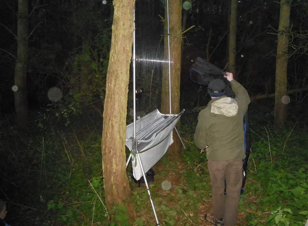 EssexBatGroup's tweet photo. They can also get in touch to find out about joining the group and getting involved in the future surveys and projects - transects, static detectors, harp traps, bat care etc.! All under appropriate training and licences of course 😊🦇 https://t.co/yyQRincYtA