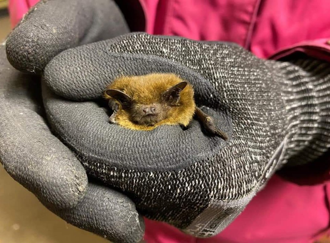 EssexBatGroup's tweet photo. They can also get in touch to find out about joining the group and getting involved in the future surveys and projects - transects, static detectors, harp traps, bat care etc.! All under appropriate training and licences of course 😊🦇 https://t.co/yyQRincYtA