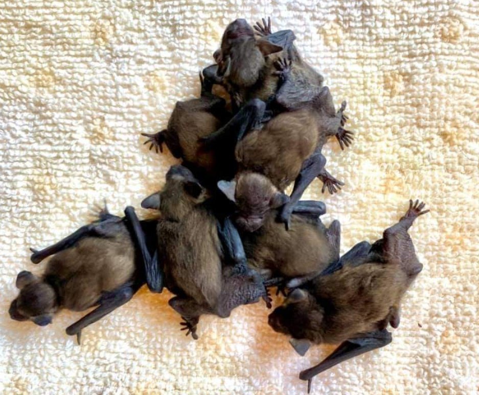 EssexBatGroup's tweet photo. They can also get in touch to find out about joining the group and getting involved in the future surveys and projects - transects, static detectors, harp traps, bat care etc.! All under appropriate training and licences of course 😊🦇 https://t.co/yyQRincYtA