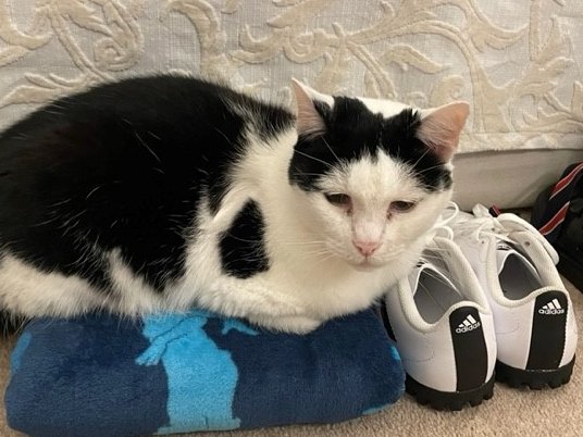 Mutley The Head Cat tweet media