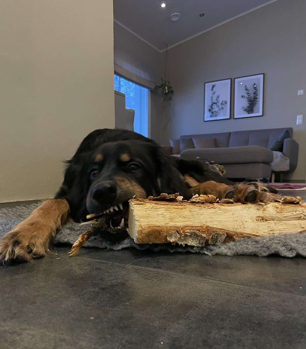 Kiehisiä sulle tässä teen, että syttyy takka nohevammin. Koirasta on moneksi #hovawart #halonhakkaaja