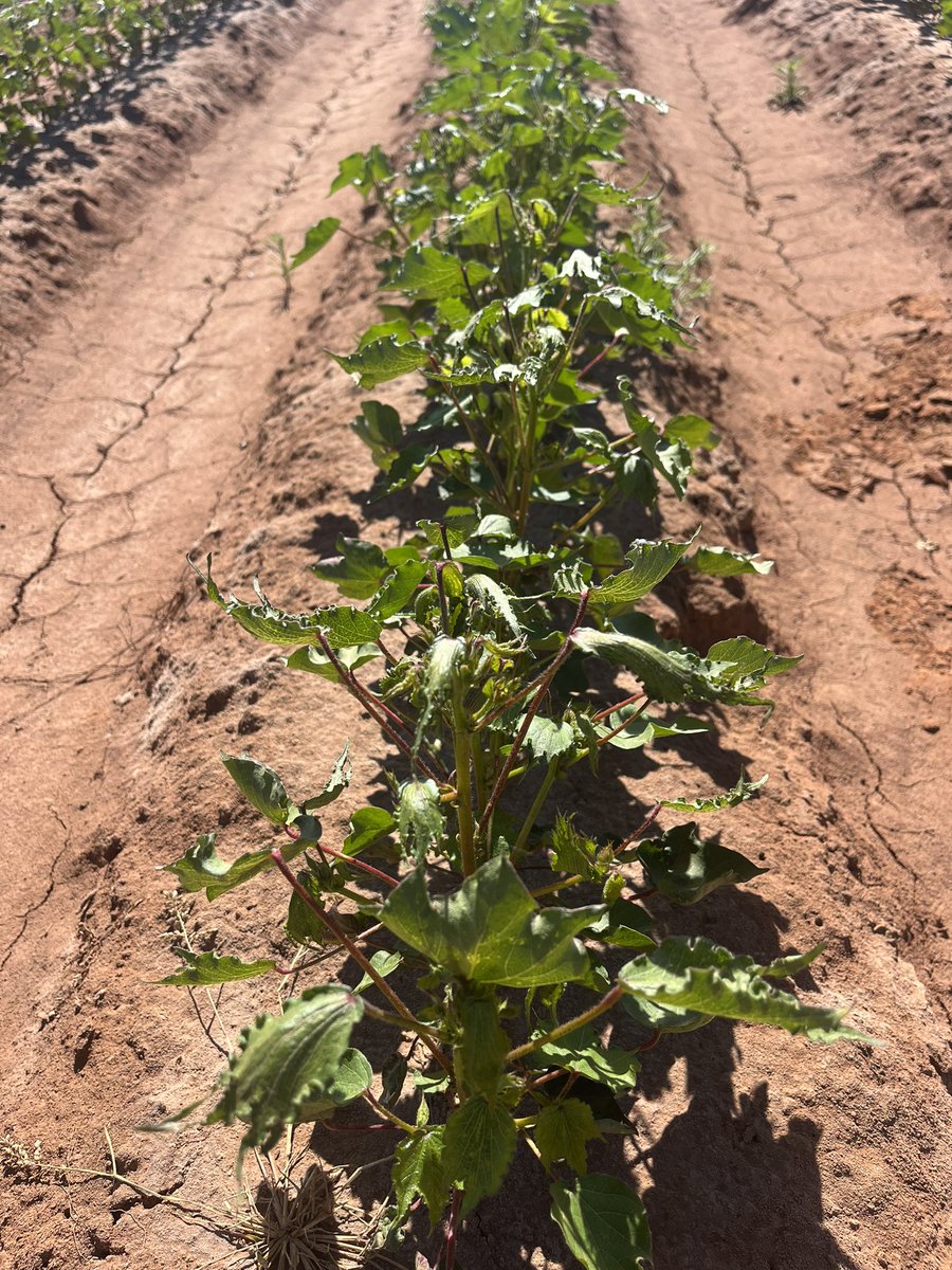 YackerApp's tweet photo. A big issue this year in irrigation regions is off target drift events. Are you seeing this? How do we, as Agricultural as a whole, combat this? Jump on #yackerapp and join the conversation https://t.co/BTqMWIBHAi