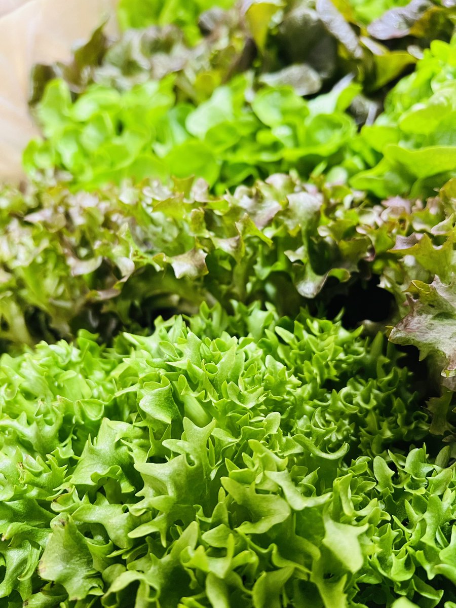 cafe_hunt's tweet photo. The salad bars gonna be poppin’  this week y’all! #ozarkallseasons #bibblettuce @archildrens @MorrisonHC https://t.co/ftEgqXscuf