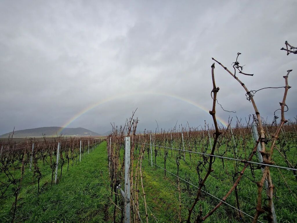 weingut_richter's tweet photo. #viewoftheday #pruning #✂️ https://t.co/SeEM7BgOZC