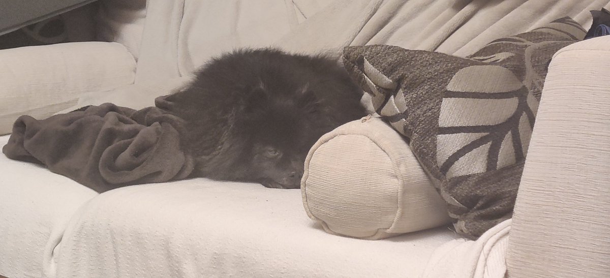 Suki40858414's tweet photo. Not me, taking up a whole two person sofa by myself. #rescuedogsofinstagram #cutedogs #sleepydog #mondaymood #blackpomeranian #beautifuldogs #AdoptDontShop #snoozingdog #dogslife #fluffydog #luckyimcute #itsadogslife #oneeyeddog #perfectlyimperfect #pomeranian https://t.co/oPHrul9cSg