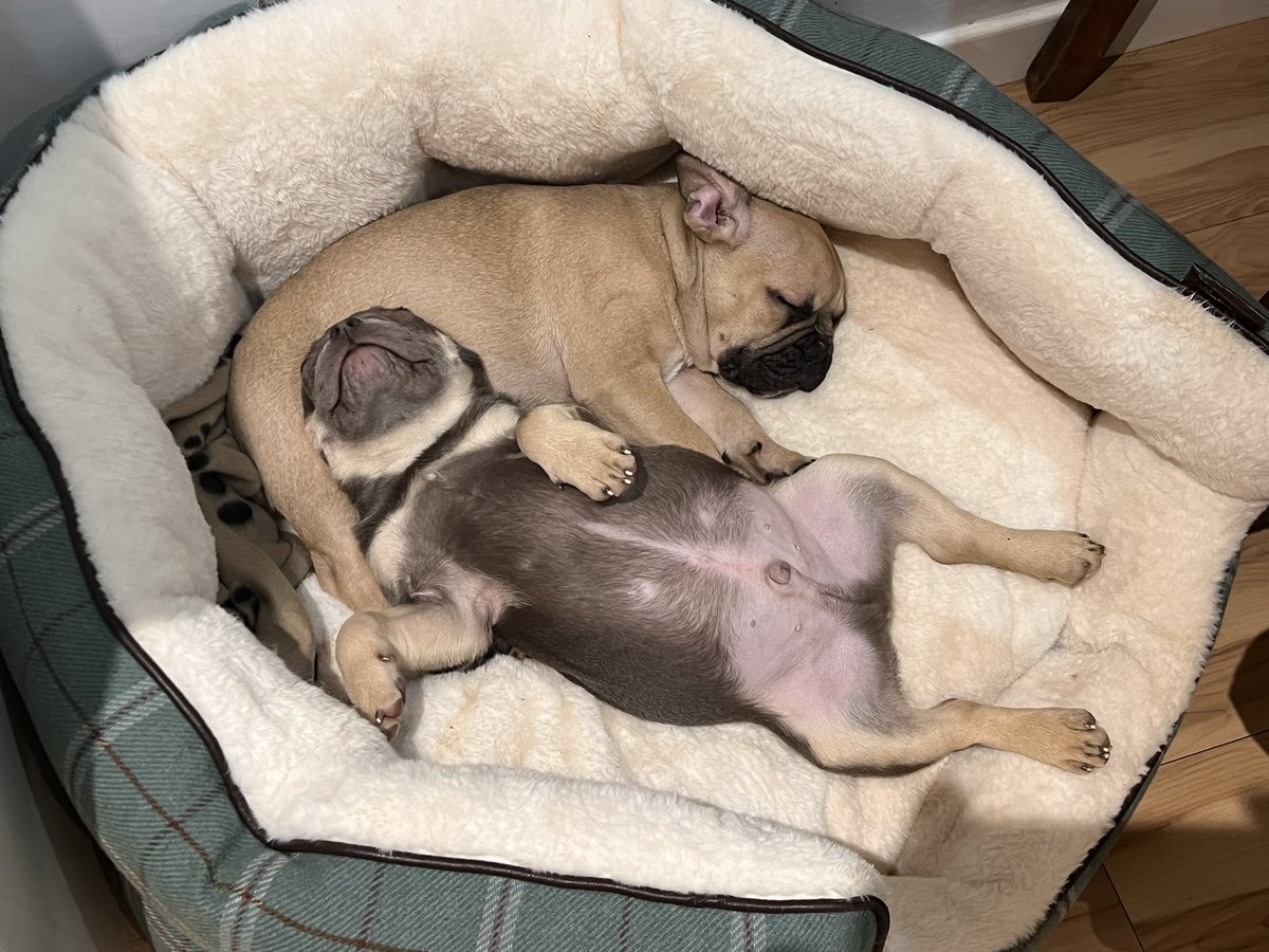 CarpetCareMan's tweet photo. I wanted to call the dark one @rickygervais looks just like him 😂😂 #frenchbulldog #puppyspam https://t.co/jMBJub4Bxv