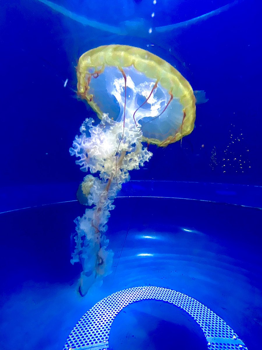 KHS had a fun time at <a href="/AdventureAqua/">Adventure Aquarium</a> today!! Thanks for having us!