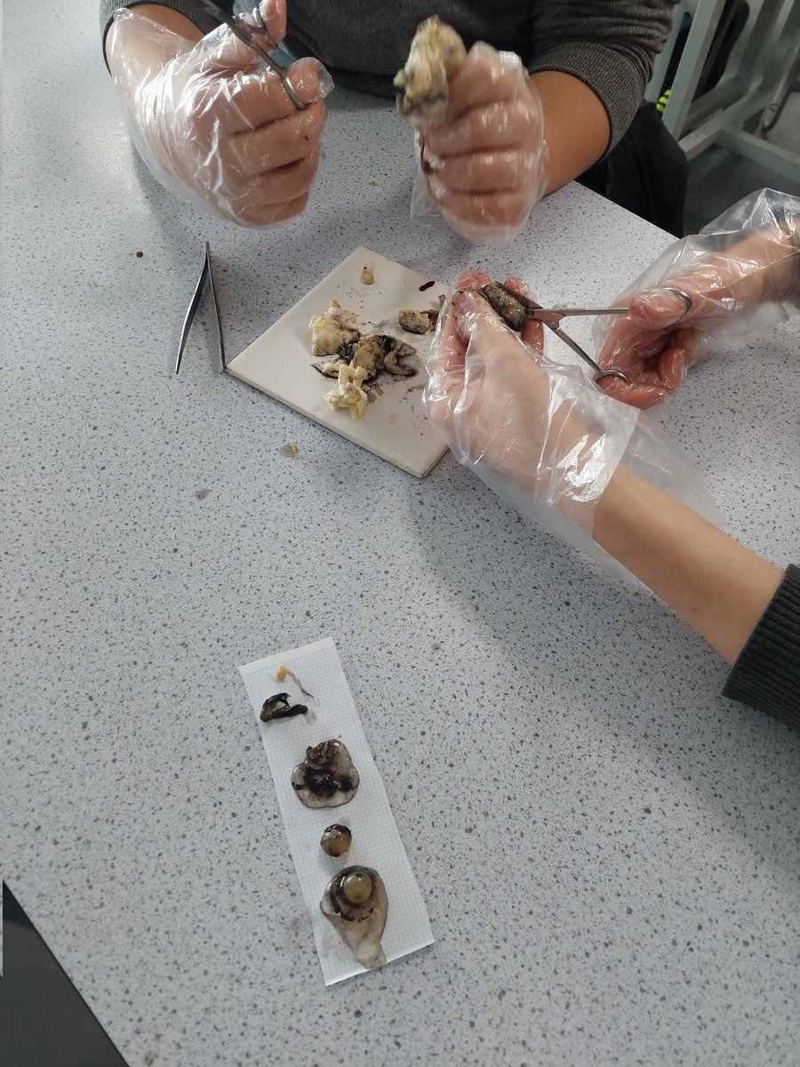 Eye dissections with 10.9 today! Brilliant work!