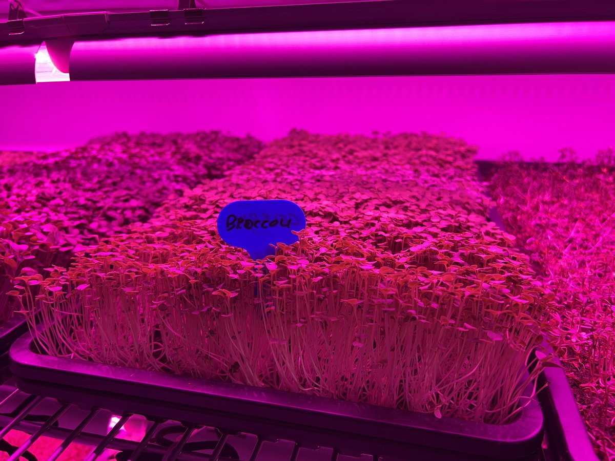 Micros are growing well and so full of taste.