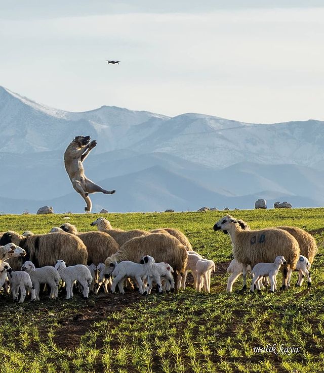 belgeseIdunyasi's tweet photo. 🐕 Himayesindeki koyun ve kuzuları drondan korumaya çalışan kangal çoban köpeği. Çemişgezek, Tunceli

📷 IG: malik_kaya https://t.co/TvyH3C9AuI