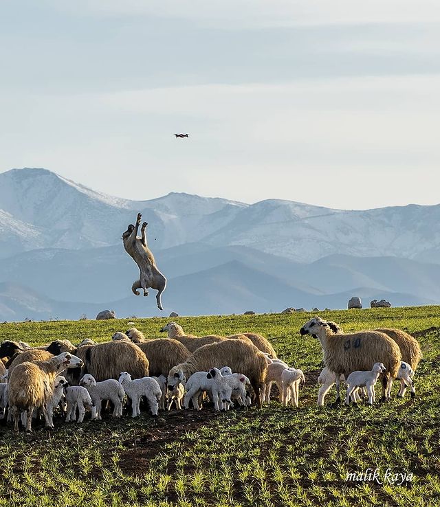 belgeseIdunyasi's tweet photo. 🐕 Himayesindeki koyun ve kuzuları drondan korumaya çalışan kangal çoban köpeği. Çemişgezek, Tunceli

📷 IG: malik_kaya https://t.co/TvyH3C9AuI