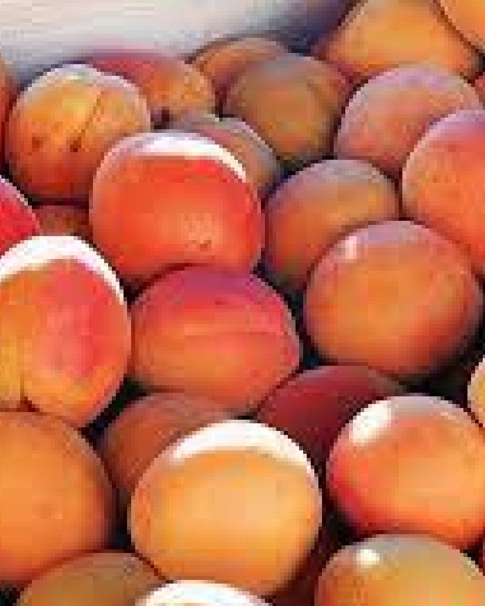 UPNRXUS's tweet photo. IT'S NATIONAL APRICOT DAY!
Apricot lovers from all over the United States observe National Apricot Day every year on January 9th. https://t.co/zegQfrbix6